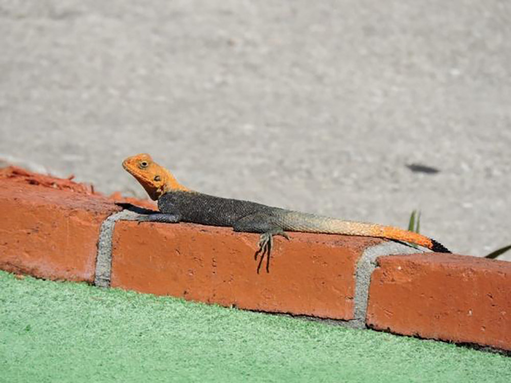 Adult male Peters’s rock agama.